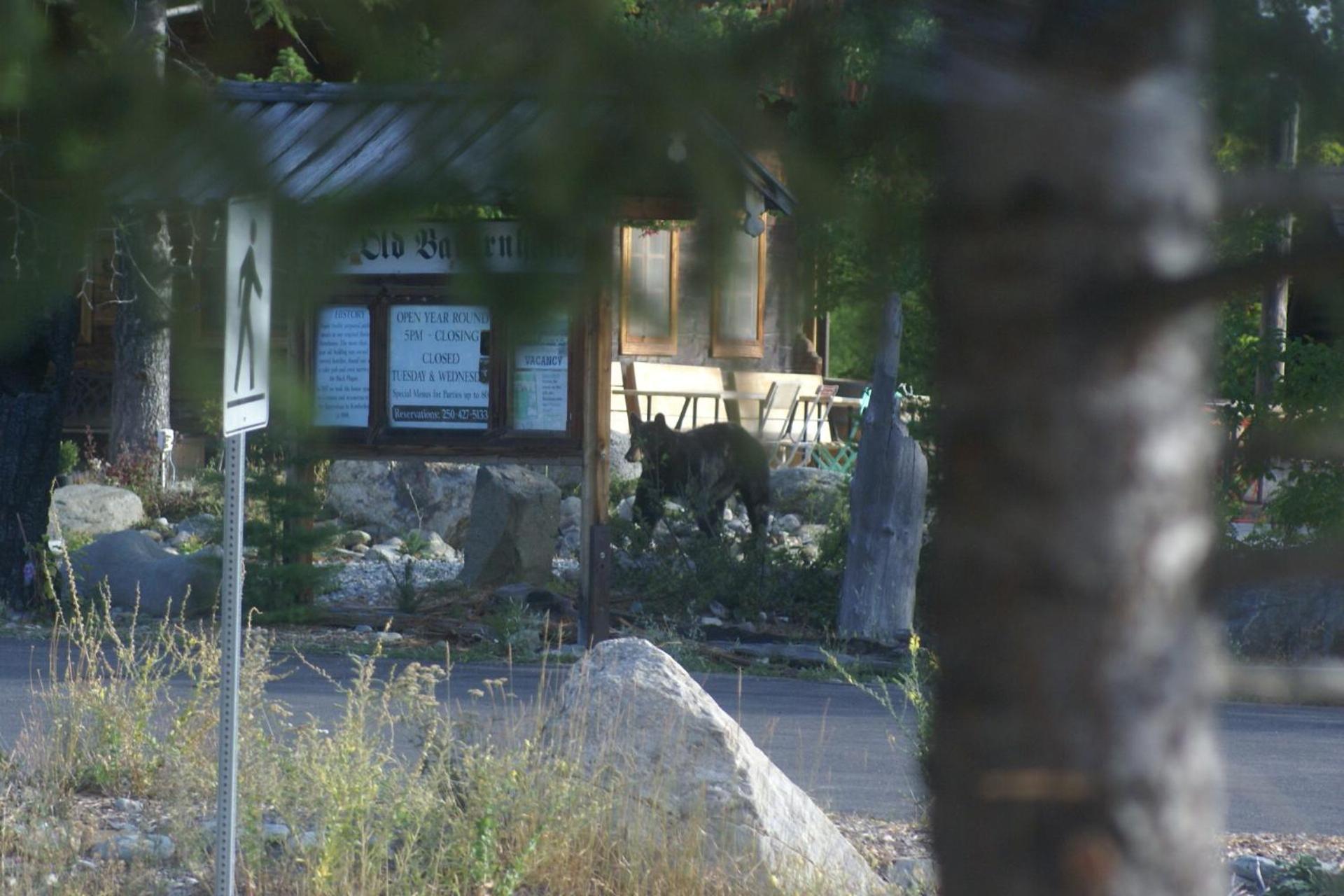 קימברלי Alpenglow Bed And Breakfast מראה חיצוני תמונה